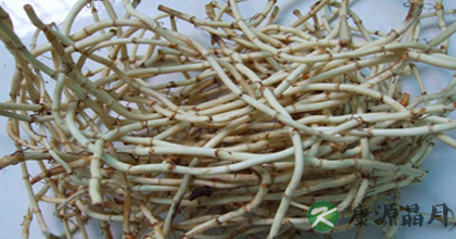 夏季清热养肺最好野菜——鱼腥草 夏季清热养肺最好野菜——鱼腥草
