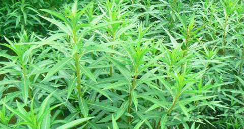 赶黄草的功效与作用_赶黄草的药用价值 赶黄草的功效与作用_赶黄草的药用价值