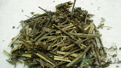 肿节风的功效与作用_龙肿节风的药用价值 肿节风的功效与作用_龙肿节风的药用价值