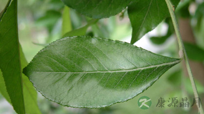 石楠叶的功效与作用_石楠叶的药用价值 石楠叶的功效与作用_石楠叶的药用价值