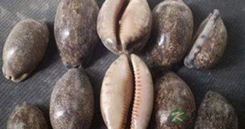 贝子的药用价值_贝子的副作用 贝子的药用价值_贝子的副作用