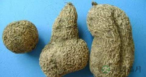 金果榄的药用价值_金果榄的副作用 金果榄的药用价值_金果榄的副作用