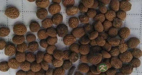 蕤仁的药用价值_蕤仁的副作用 蕤仁的药用价值_蕤仁的副作用