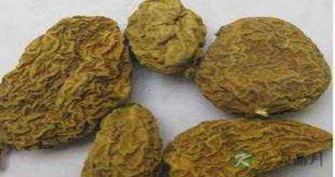 金果榄的药用价值_金果榄的副作用 金果榄的药用价值_金果榄的副作用