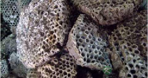 露蜂房的功效与作用 露蜂房的功效与作用