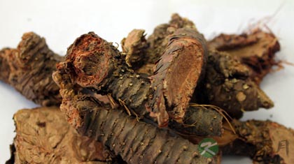 胡黄连的功效与作用_胡黄连的药用价值 胡黄连的功效与作用_胡黄连的药用价值