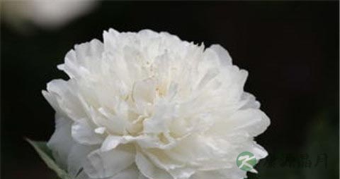 哪些人适合吃白芍 哪些人适合吃白芍