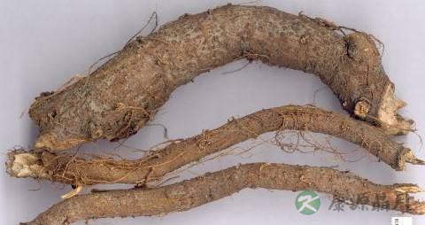 苎麻根的功效与作用 苎麻根的功效与作用
