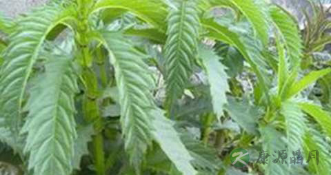 地笋的功效与作用 地笋的功效与作用