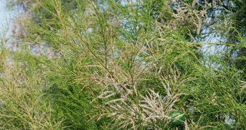 柽柳的药用价值_柽柳的副作用 柽柳的药用价值_柽柳的副作用