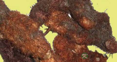 毛姜的功效与作用 毛姜的功效与作用