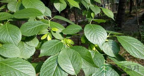 杜仲叶的药用价值_杜仲叶的副作用 杜仲叶的药用价值_杜仲叶的副作用