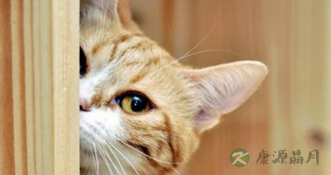 猫肝的功效与作用_猫肝的药用价值 猫肝的功效与作用_猫肝的药用价值