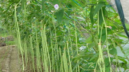 豇豆的功效与作用_豇豆的药用价值 豇豆的功效与作用_豇豆的药用价值