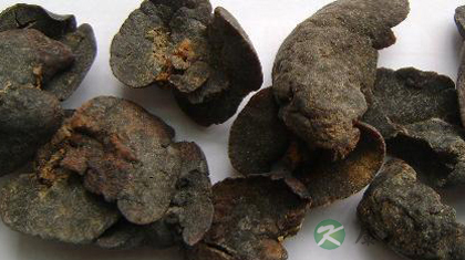 水獭肝的功效与作用_水獭肝的药用价值 水獭肝的功效与作用_水獭肝的药用价值