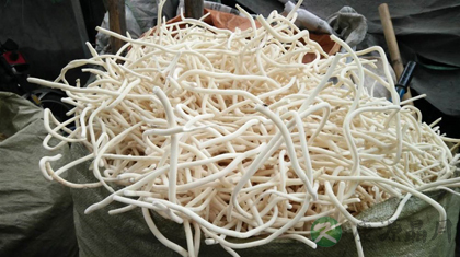 小通草的功效与作用_小通草的药用价值 小通草的功效与作用_小通草的药用价值