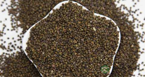沙苑子的药用价值_沙苑子的副作用 沙苑子的药用价值_沙苑子的副作用