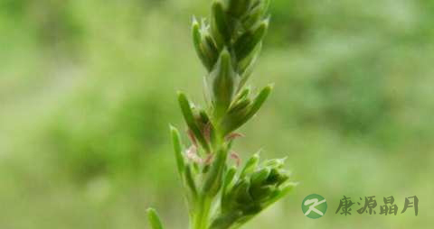 猪毛菜的功效与作用 猪毛菜的功效与作用
