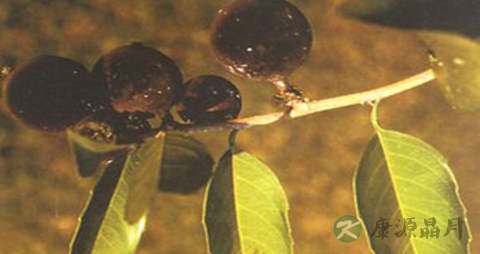 大枫子的药用价值_大枫子的副作用 大枫子的药用价值_大枫子的副作用