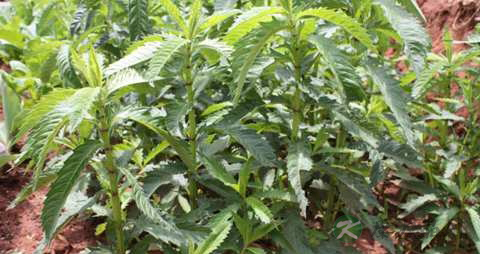 地笋的功效与作用 地笋的功效与作用
