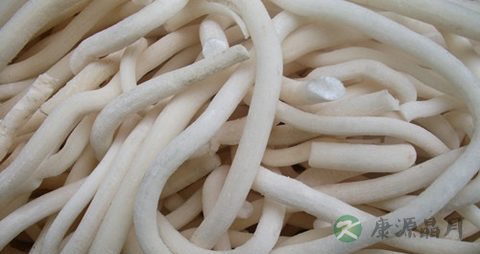 通草的副作用 通草的副作用