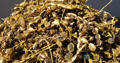 槐角的药用价值_槐角的副作用 槐角的药用价值_槐角的副作用