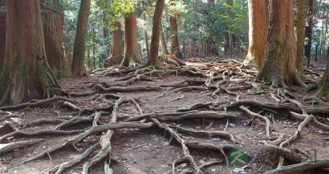 雷公根副作用 雷公根副作用