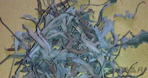 石韦的药用价值_石韦的副作用 石韦的药用价值_石韦的副作用