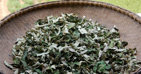 荷叶茶功效 荷叶茶功效