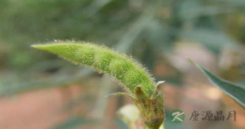 木豆的药用价值_木豆的副作用 木豆的药用价值_木豆的副作用