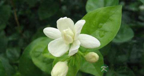 茉莉花的功效与作用_茉莉花的药用价值 茉莉花的功效与作用_茉莉花的药用价值