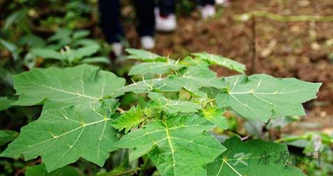 曼陀罗叶的功效与作用 曼陀罗叶的功效与作用