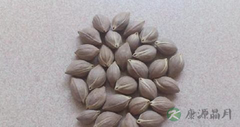 乌榄核的功效与作用 乌榄核的功效与作用
