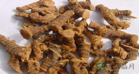 高良姜的药用价值_高良姜的副作用 高良姜的药用价值_高良姜的副作用