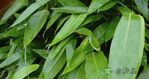 箬叶的功效与作用 箬叶的功效与作用