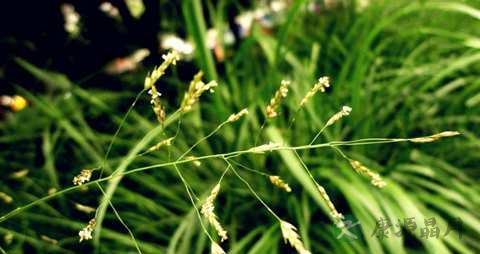 画眉草的功效与作用 画眉草的功效与作用