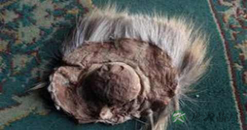 当门子的药用价值_当门子的副作用 当门子的药用价值_当门子的副作用
