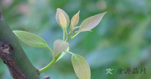 樟树叶的功效与作用 樟树叶的功效与作用