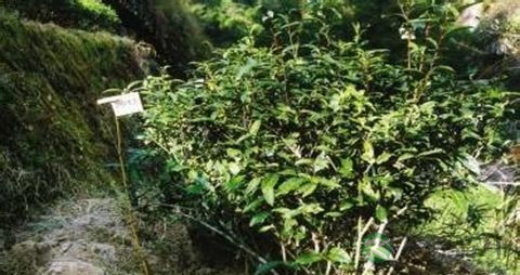 铁罗汉的功效与作用 铁罗汉的功效与作用
