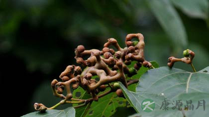 万寿果的功效与作用_万寿果的药用价值 万寿果的功效与作用_万寿果的药用价值