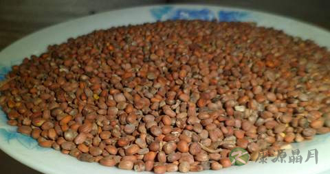 莱菔子的功效与作用 莱菔子的功效与作用