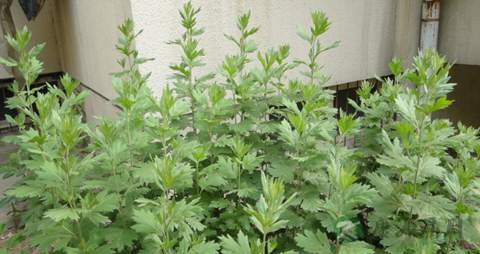 艾蒿的药用价值_艾蒿的副作用