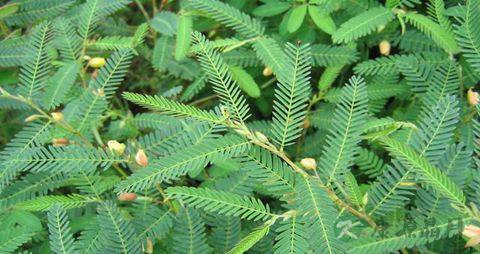 合萌的药用价值_合萌的副作用 合萌的药用价值_合萌的副作用