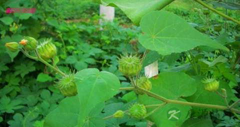 冬葵子的药用价值_冬葵子的副作用 冬葵子的药用价值_冬葵子的副作用