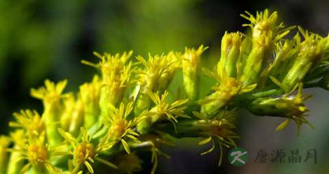 一枝黄花的药用价值_一枝黄花的副作用 一枝黄花的药用价值_一枝黄花的副作用