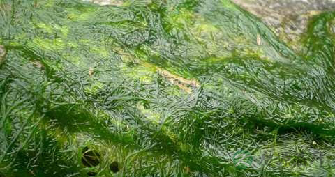 水绵的药用价值_水绵的副作用 水绵的药用价值_水绵的副作用