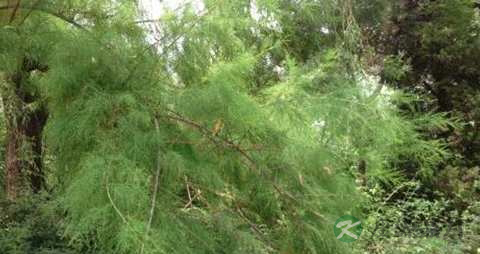 柽柳的药用价值_柽柳的副作用 柽柳的药用价值_柽柳的副作用