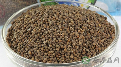 紫苏子的功效与作用_紫苏子的药用价值 紫苏子的功效与作用_紫苏子的药用价值