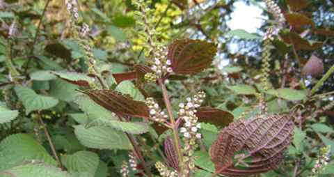 紫苏子和根可用药吗 紫苏子和根可用药吗
