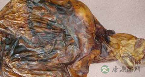 鹿胎的功效与作用 鹿胎的功效与作用